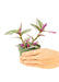 Small size Nanouk Tradescantia Plant in a growers pot with a white background with a hand holding the pot