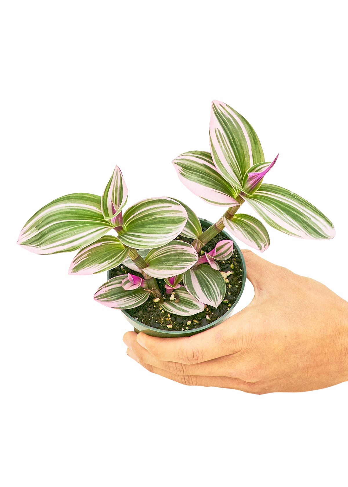 Small size Nanouk Tradescantia Plant in a growers pot with a white background with a hand holding the pot showing the top view