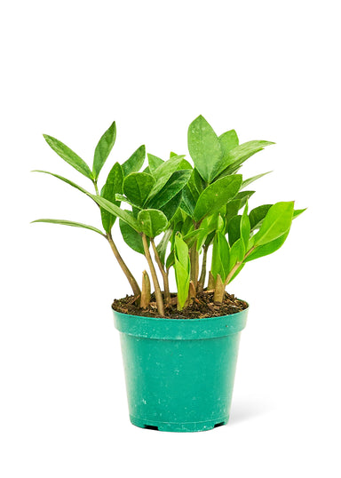Small size ZZ Plant in a growers pot with a white background