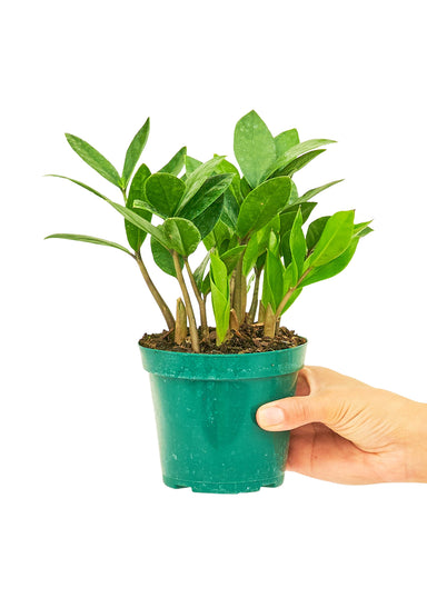 Small size ZZ Plant in a growers pot with a white background with a hand holding the pot