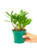 Small size ZZ Plant in a growers pot with a white background with a hand holding the pot