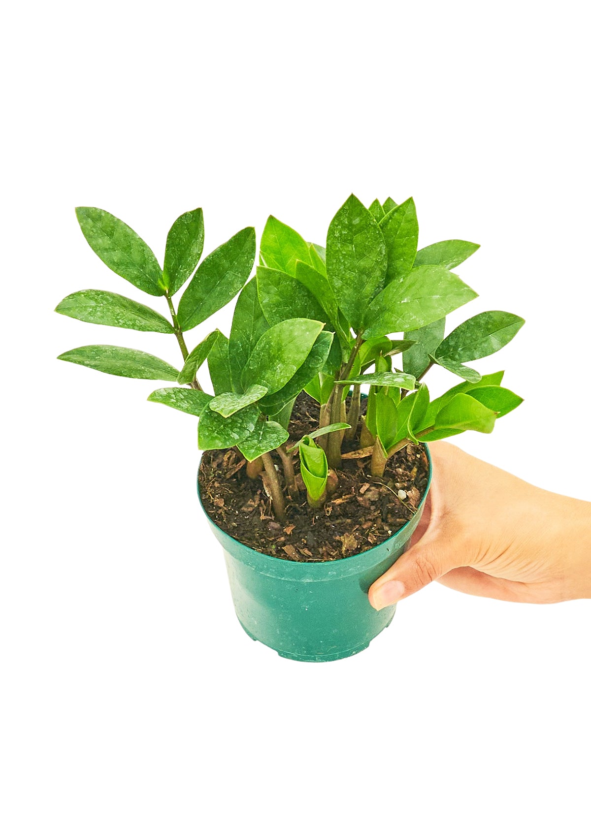 Small size ZZ Plant in a growers pot with a white background with a hand holding the pot to show the top view