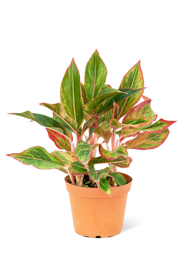 Medium sized Red Chinese Evergreen in a growers pot with a white background