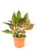 Medium sized Red Chinese Evergreen in a growers pot with a white background