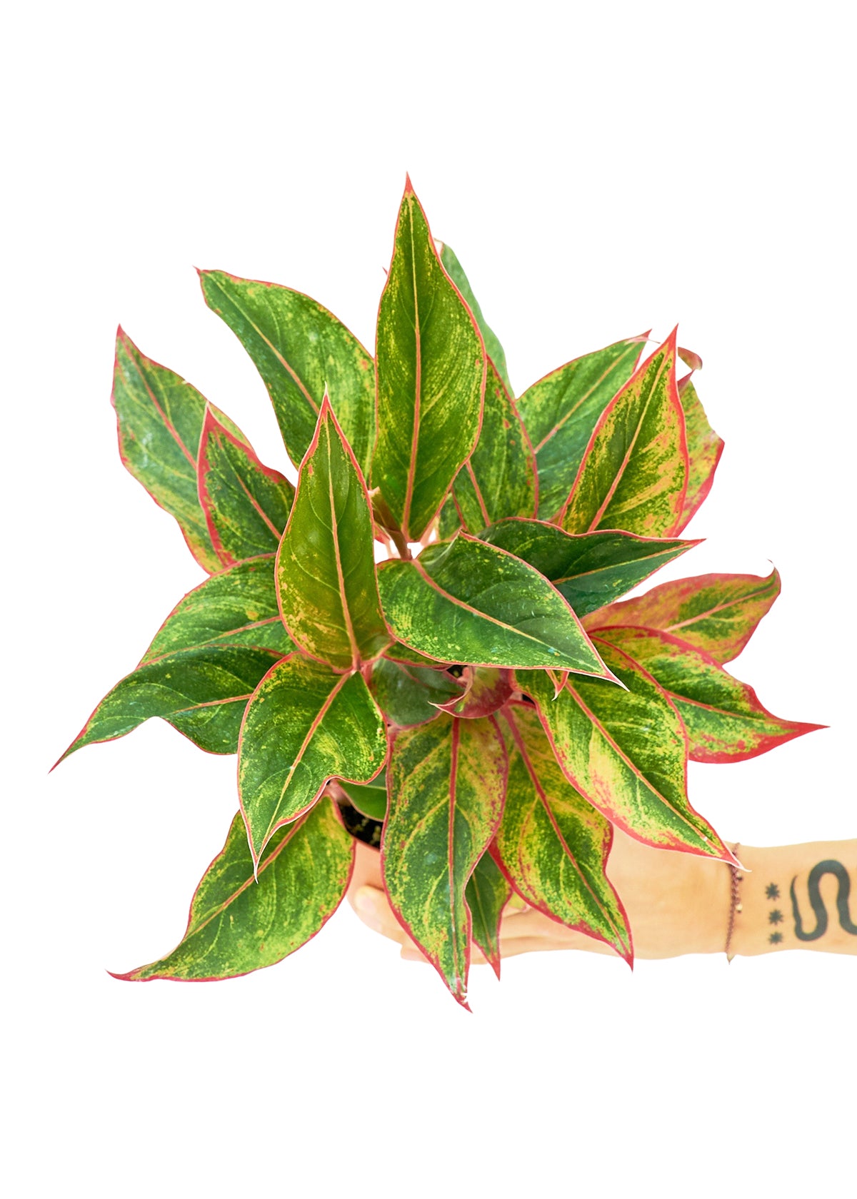 Medium sized Red Chinese Evergreen in a growers pot with a white background with a hand holding the pot to show the top view