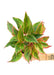 Medium sized Red Chinese Evergreen in a growers pot with a white background with a hand holding the pot to show the top view