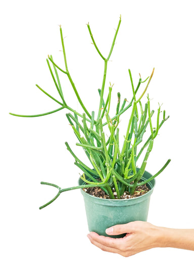 Medium Pencil Cactus in a growers pot with a white background and a hand holding the pot