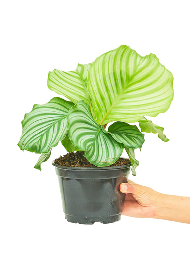 Medium size Orbit Peacock Plant in a growers pot with a white background with a hand holding the pot