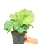 Medium size Orbit Peacock Plant in a growers pot with a white background with a hand holding the pot