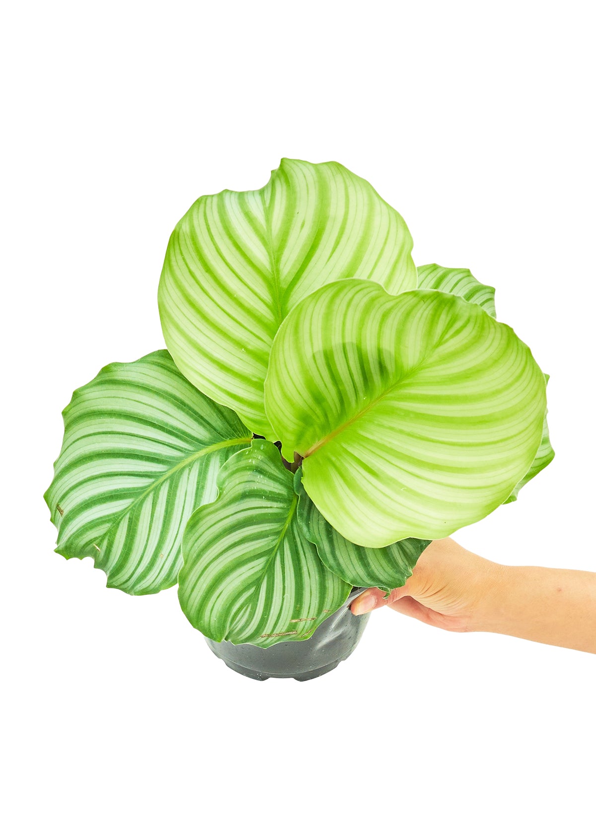 Medium size Orbit Peacock Plant in a growers pot with a white background with a hand holding the plant showing the top view