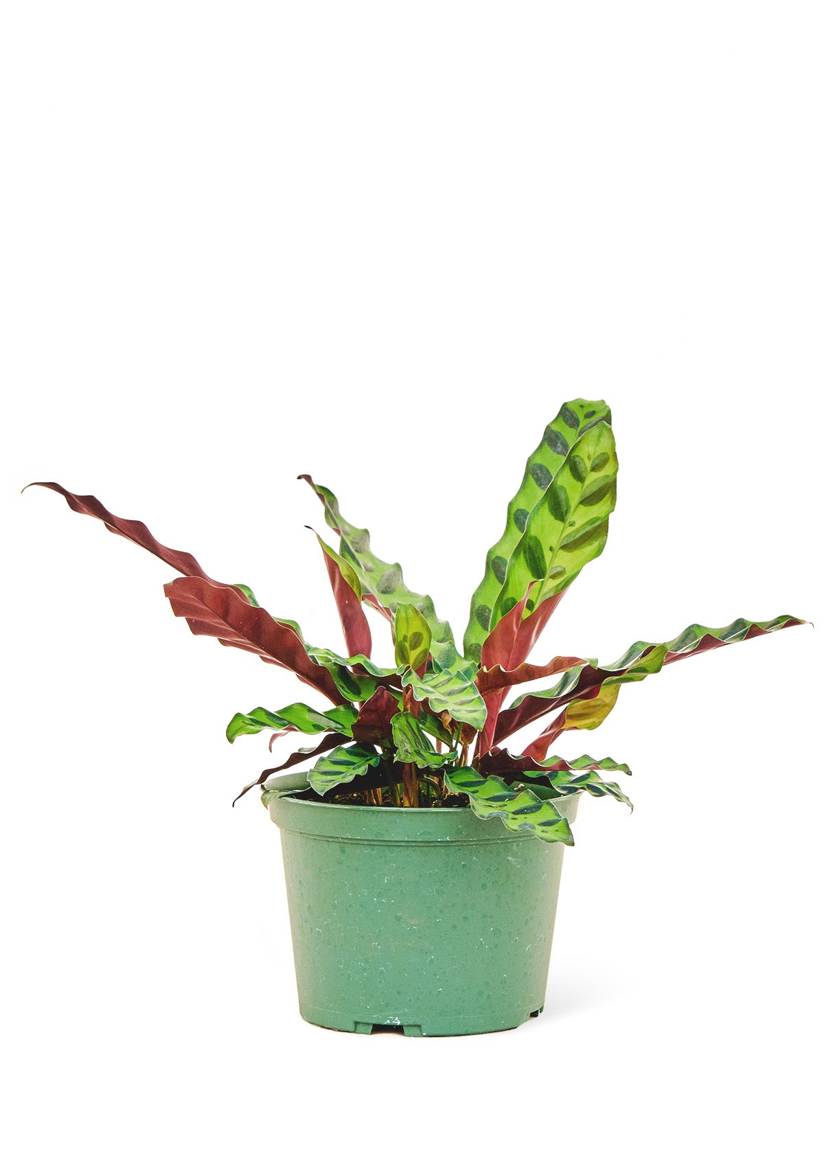 Medium size Calathea Rattlesnake plant in a growers pot with a white background