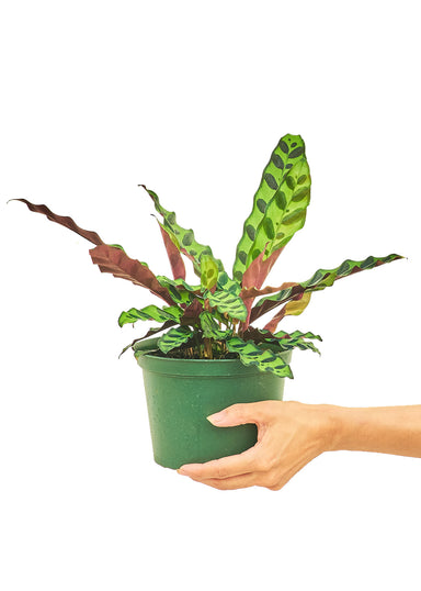Medium size Calathea Rattlesnake plant in a growers pot with a white background with a hand holding the pot