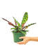 Medium size Calathea Rattlesnake plant in a growers pot with a white background with a hand holding the pot