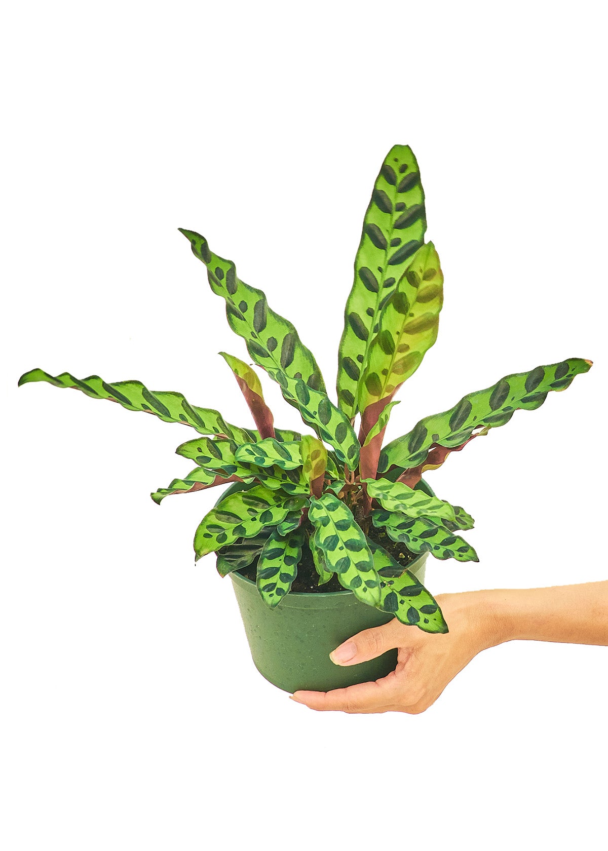 Medium size Calathea Rattlesnake plant in a growers pot with a white background with a hand holding the pot showing the top view