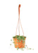 Medium size String of Hearts Hanging Plant in a growers pot with a white background