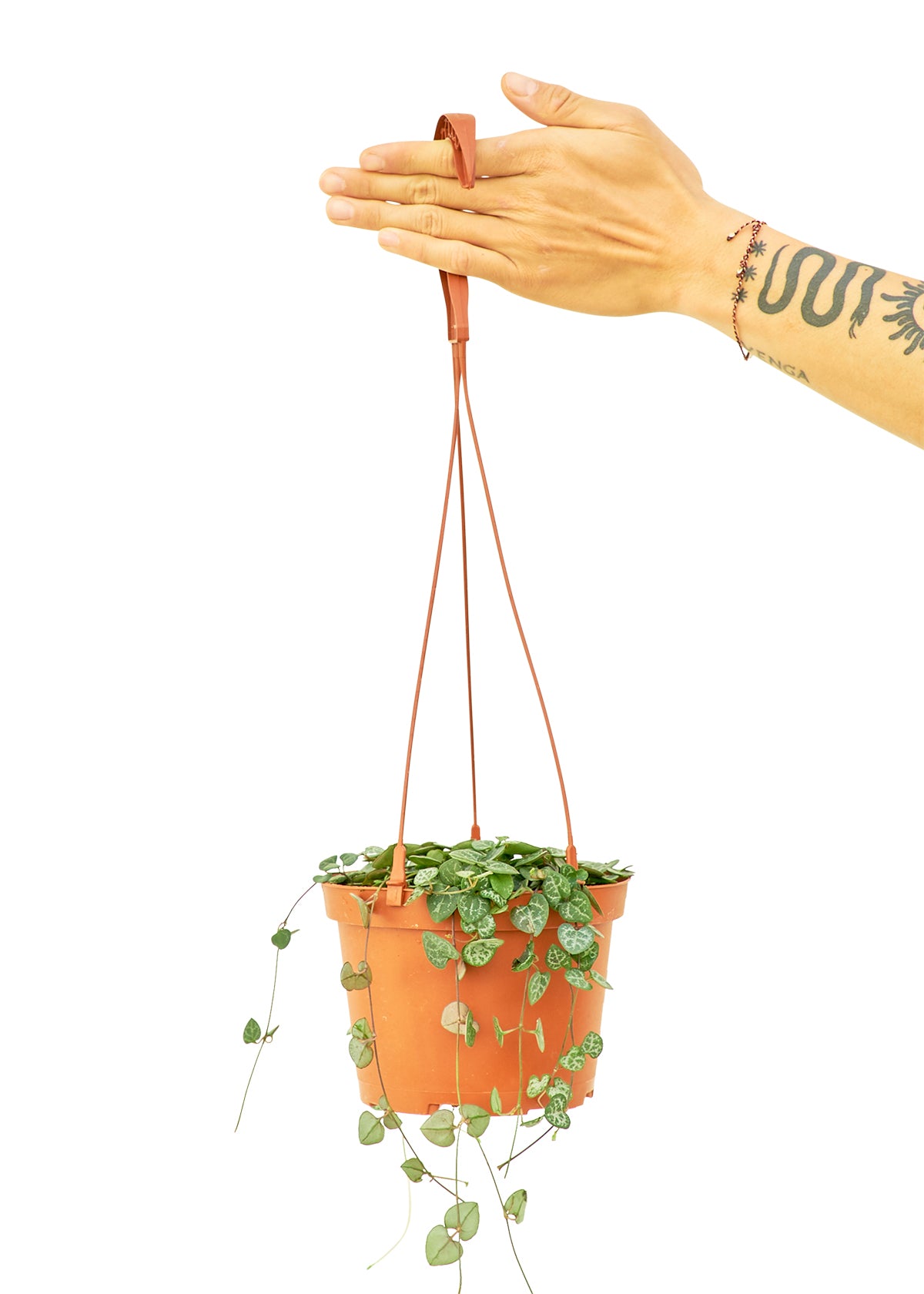 Medium size String of Hearts Hanging Plant in a growers pot with a white background with a hand holding the hook
