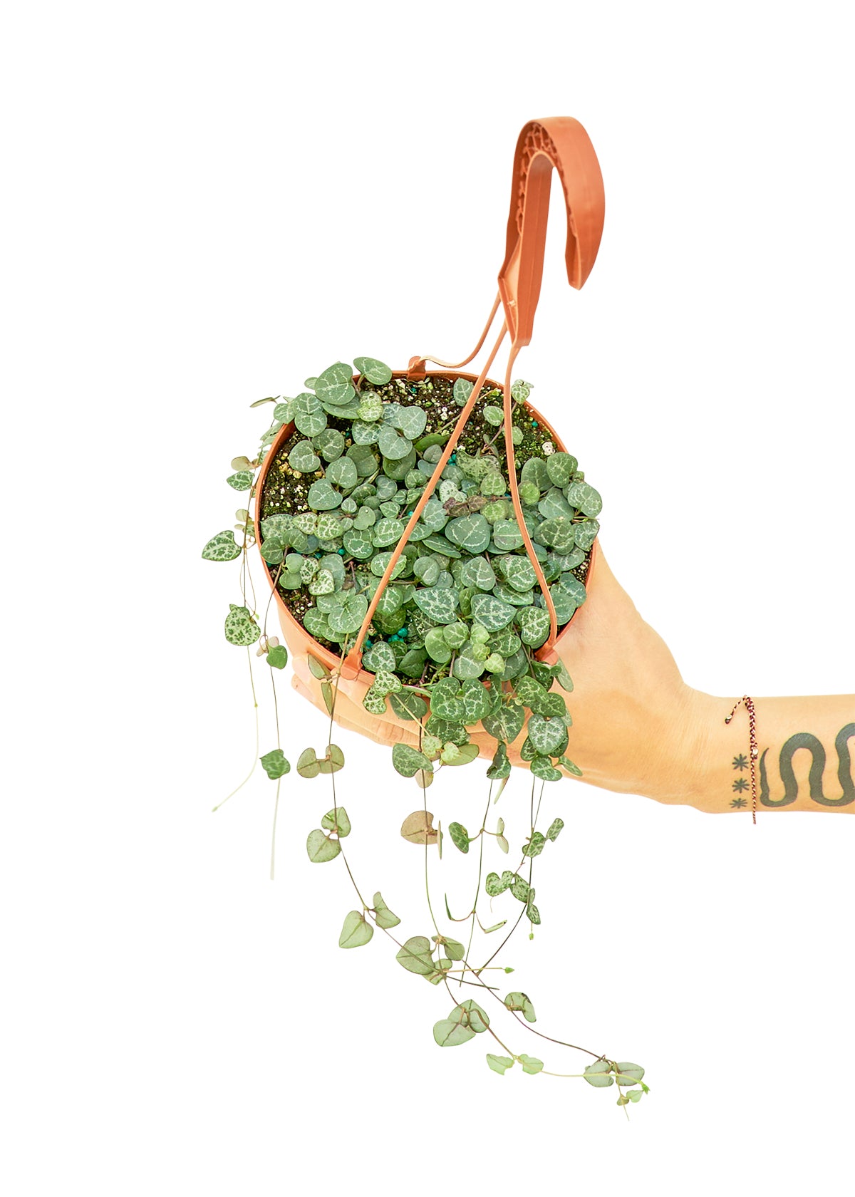 Medium size String of Hearts Hanging Plant in a growers pot with a white background with a hand holding the hook to show the top view