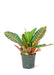 Medium size Croton Petra plant in a growers pots with a white background