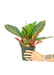 Medium size Croton Petra plant in a growers pots with a white background with a hand holding the pot