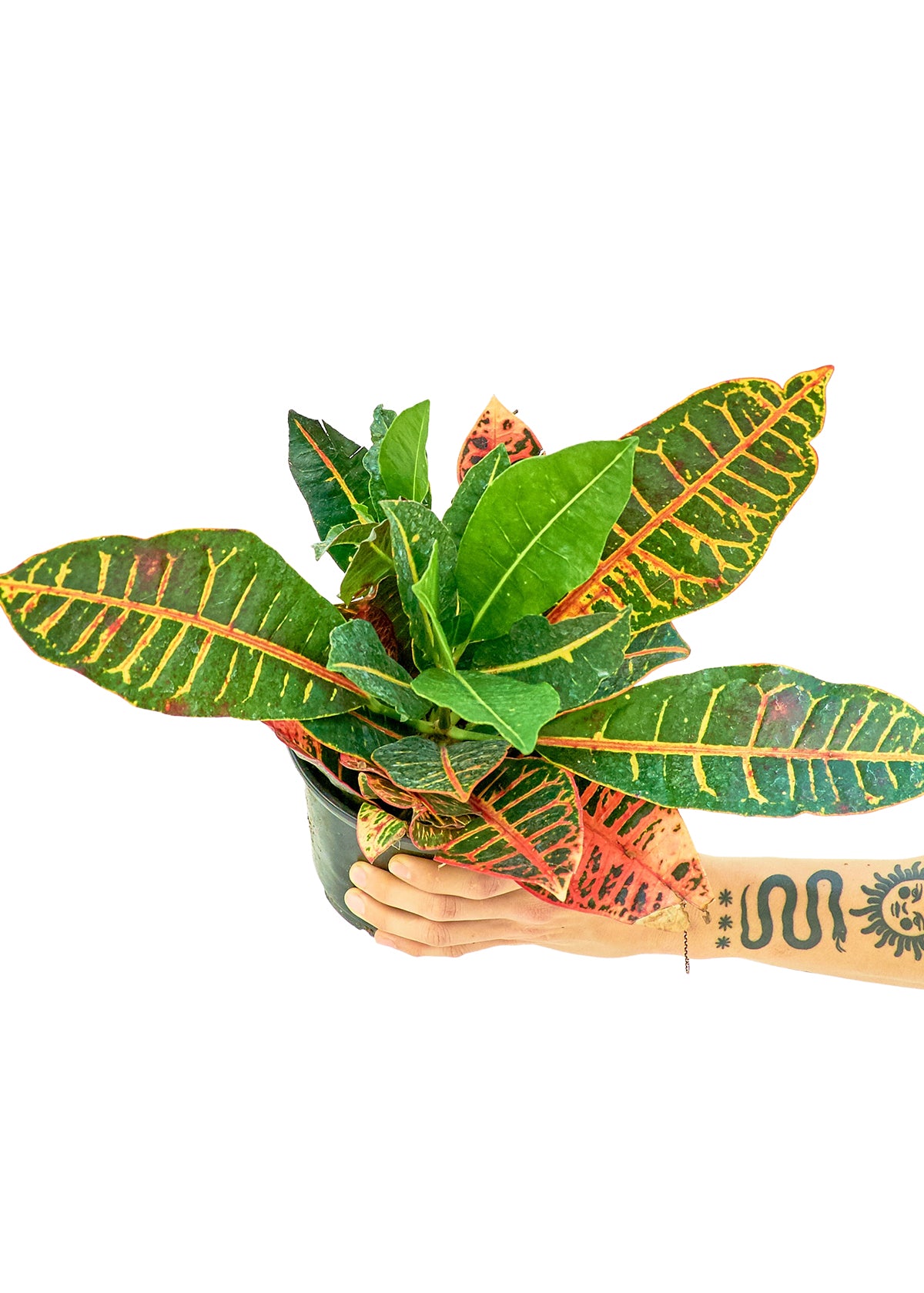 Medium size Croton Petra plant in a growers pots with a white background with a hand holding the pot to show the top view