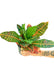 Medium size Croton Petra plant in a growers pots with a white background with a hand holding the pot to show the top view