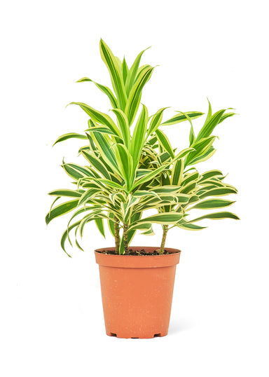 Medium size Darcaena Song Of India Plant in a growers pot with a white background