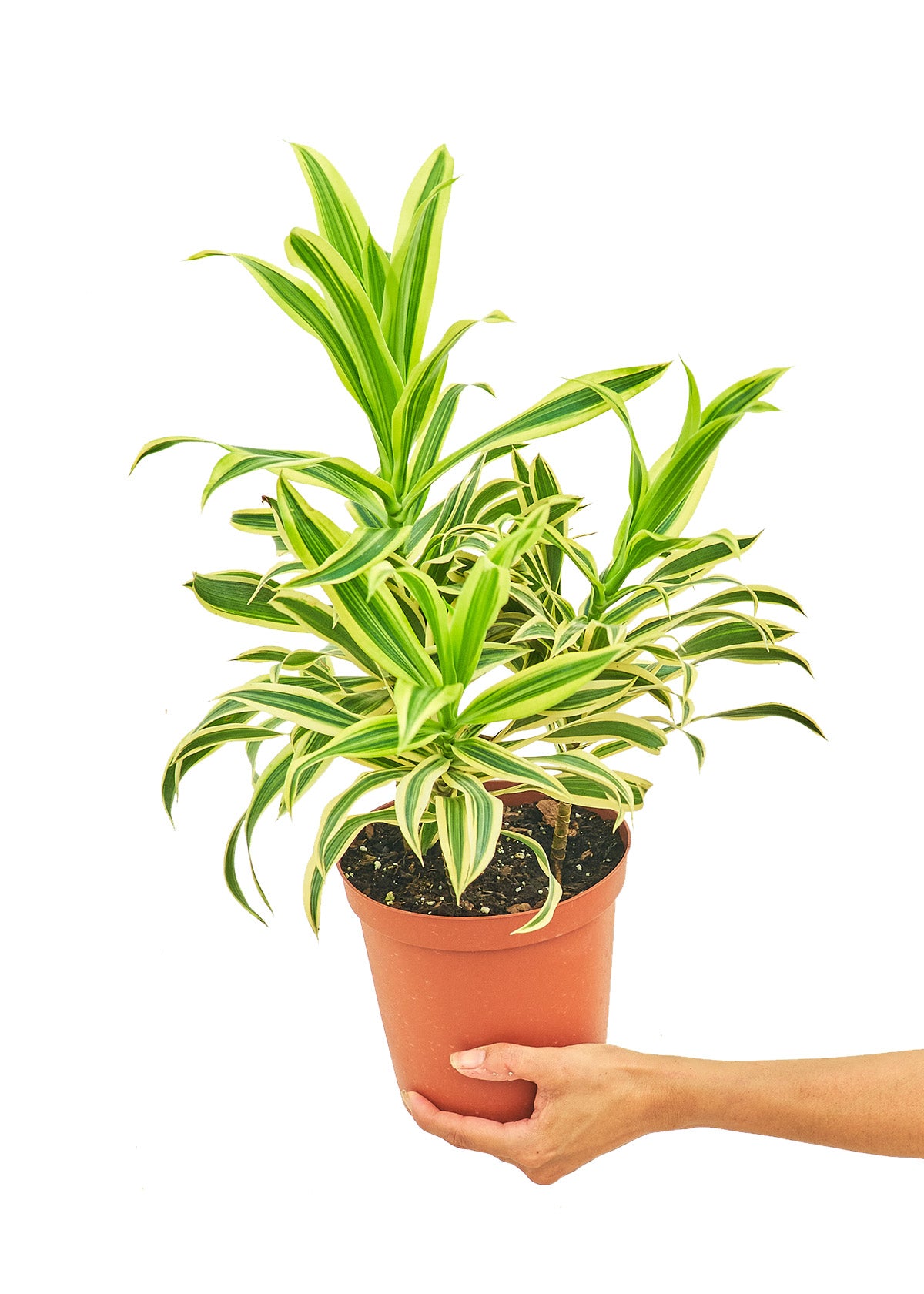 Medium size Darcaena Song Of India Plant in a growers pot with a white background with a hand holding the pot to show the top view