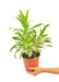 Medium size Darcaena Song Of India Plant in a growers pot with a white background with a hand holding the pot to show the top view
