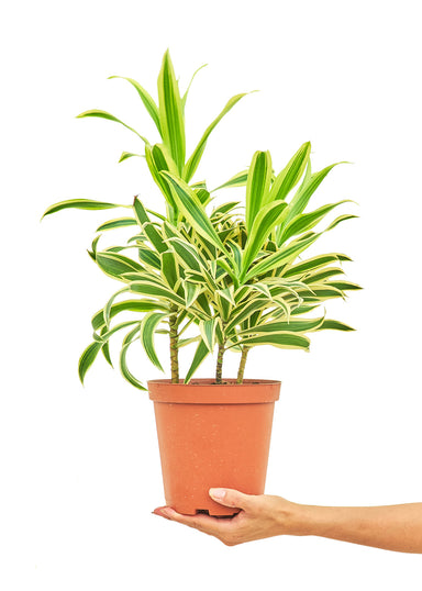 Medium size Darcaena Song Of India Plant in a growers pot with a white background with a hand holding the pot