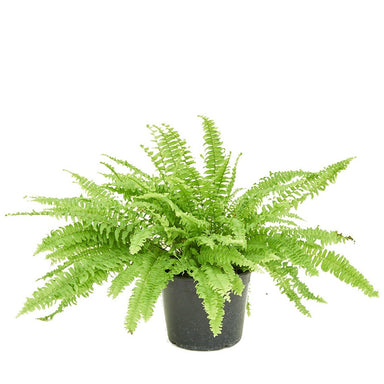 Medium size Boston Fern in a growers pot with a white background