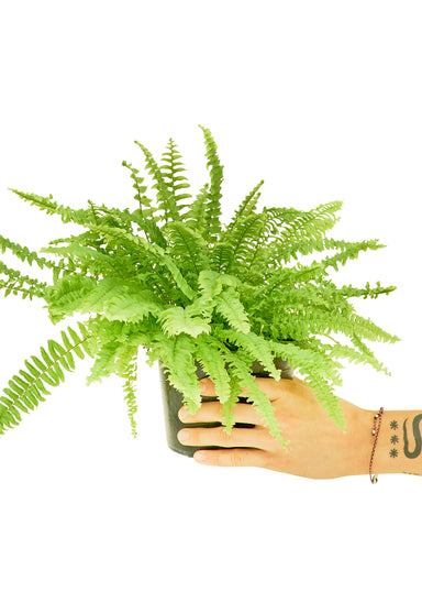 Medium size Boston Fern in a growers pot with a white background and a hand holding the pot