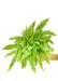 Medium size Boston Fern in a growers pot with a white background and a hand holding the pot to see the top view