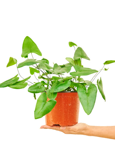Medium size Heartleaf Fern Plant in a growers pot with a white background with a hand holding the bottom of the pot