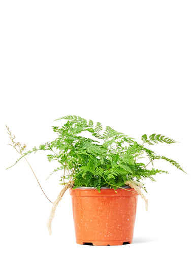 Medium sized Rabbit Foot Fern Plant in a growers pot with a white background