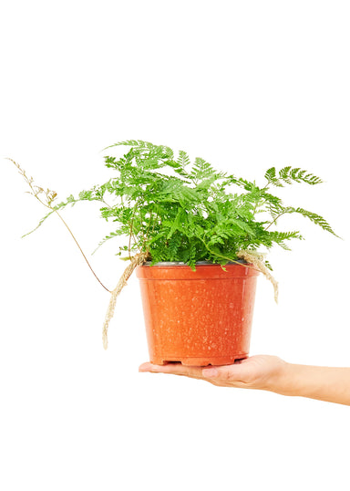 Medium sized Rabbit Foot Fern Plant in a growers pot with a white background with a hand holding the pot
