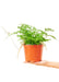 Medium sized Rabbit Foot Fern Plant in a growers pot with a white background with a hand holding the pot