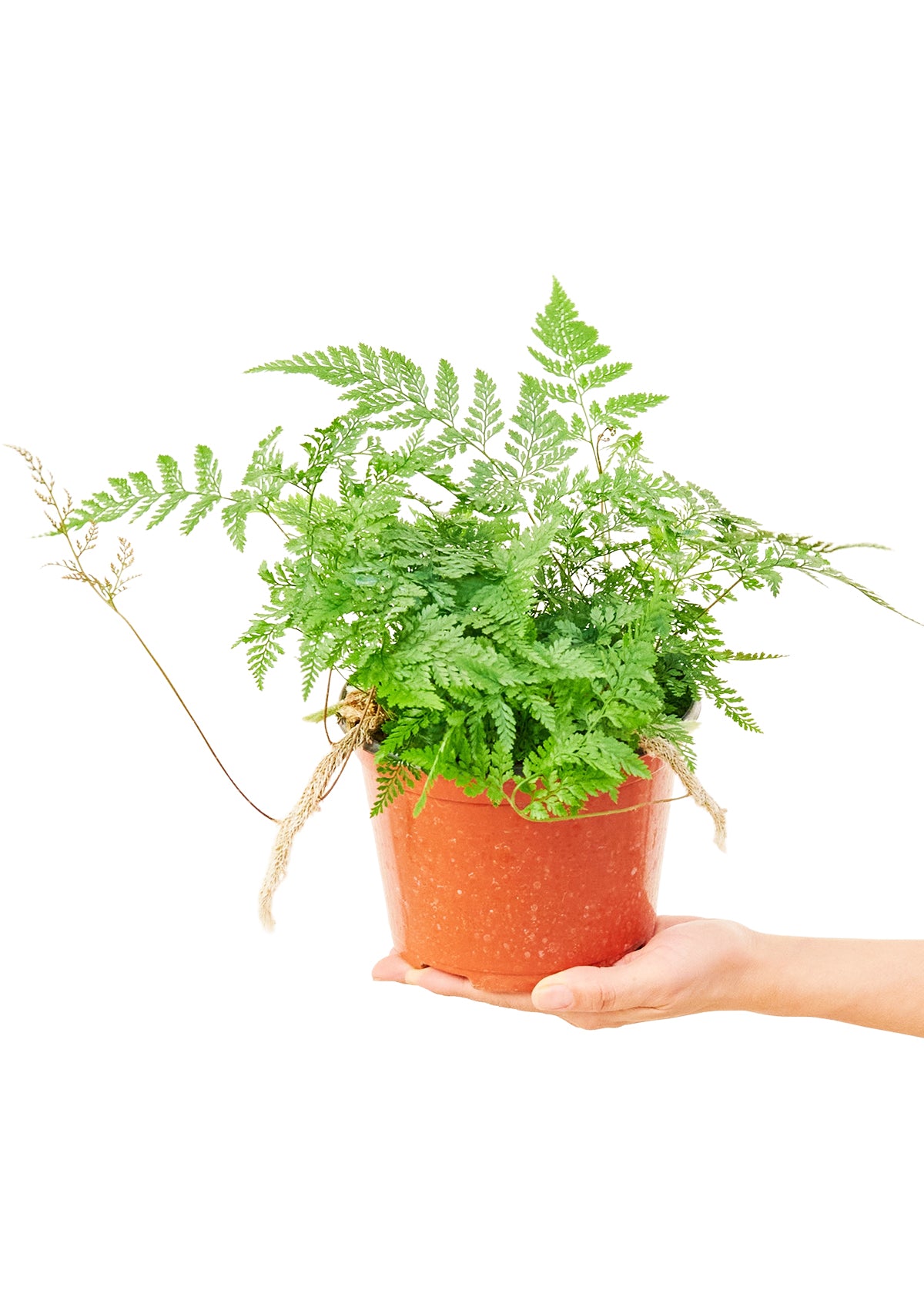 Medium sized Rabbit Foot Fern Plant in a growers pot with a white background with a hand holding the pot to see the top view