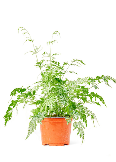 Medium size Silver Lace Fern Plant in a growers pot with a white background