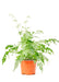 Medium size Silver Lace Fern Plant in a growers pot with a white background