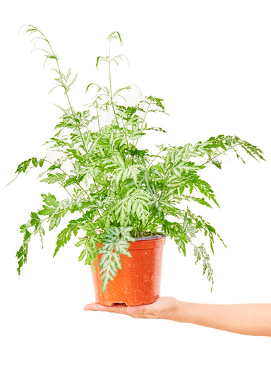 Medium size Silver Lace Fern Plant in a growers pot with a white background with a hand holding the bottom of the pot