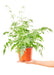 Medium size Silver Lace Fern Plant in a growers pot with a white background with a hand holding the bottom of the pot