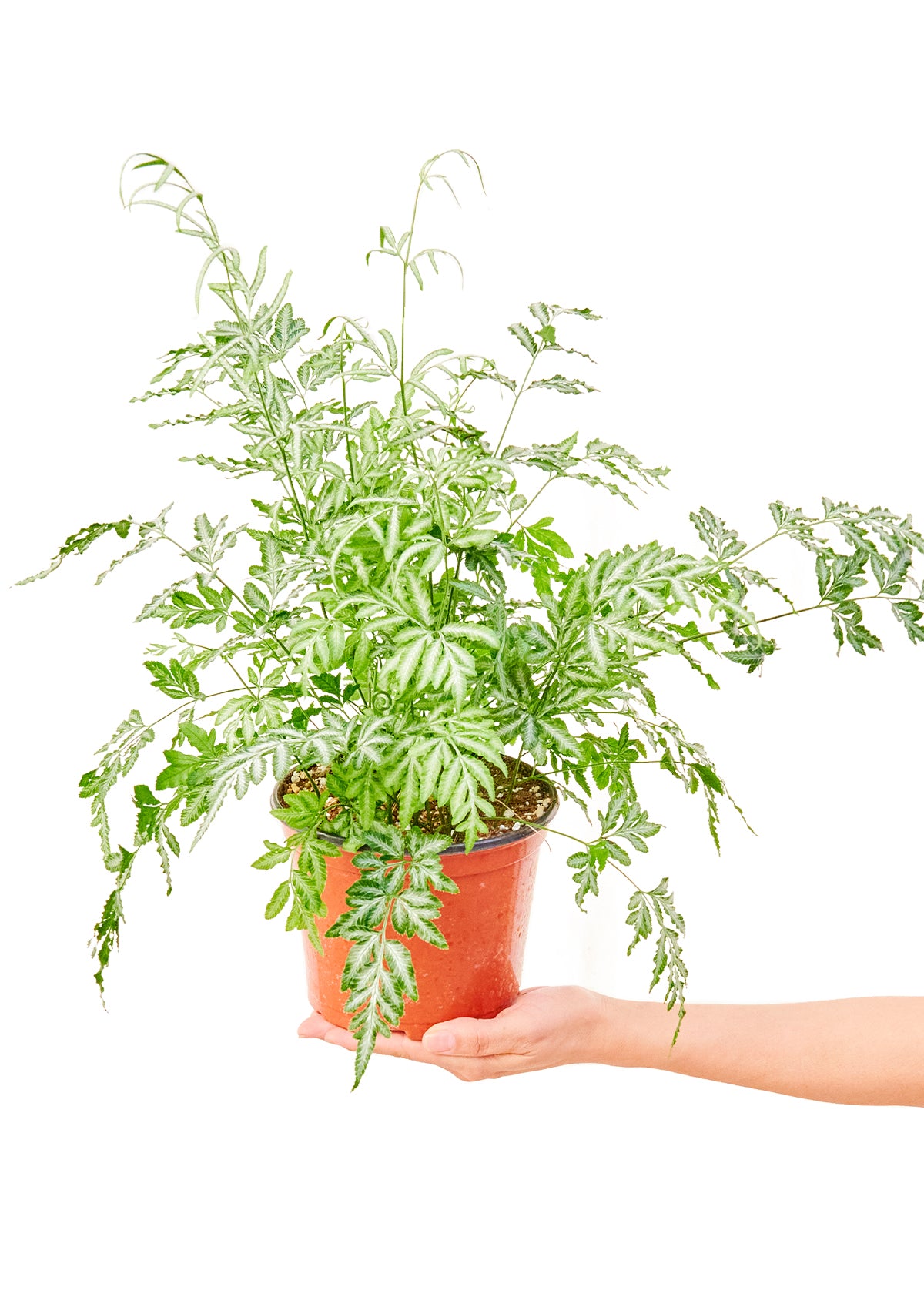 Medium size Silver Lace Fern Plant in a growers pot with a white background with a hand holding the bottom of the pot to show the top view