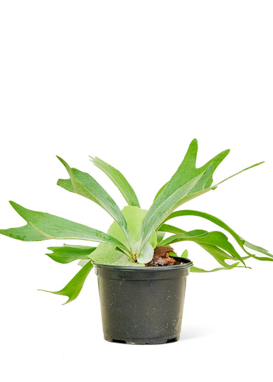 Medium size Staghorn Fern Plant in a growers pot with a white background