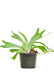 Medium size Staghorn Fern Plant in a growers pot with a white background