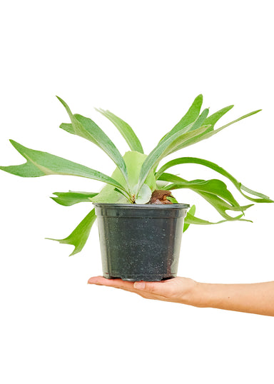 Medium size Staghorn Fern Plant in a growers pot with a white background with a hand holding the bottom of the pot