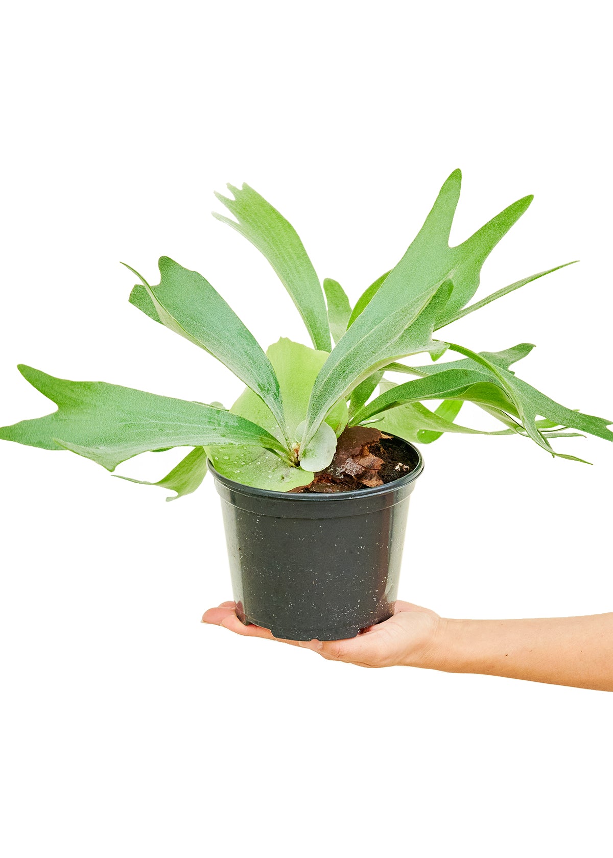 Medium size Staghorn Fern Plant in a growers pot with a white background with a hand holding the pot with a slight top view