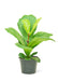 Medium Size Fiddle Leaf Fig Plant in growers pot with a white background
