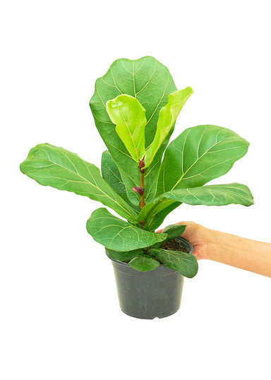 Medium Size Fiddle Leaf Fig Plant in growers pot with a white background with a hand holding the pot