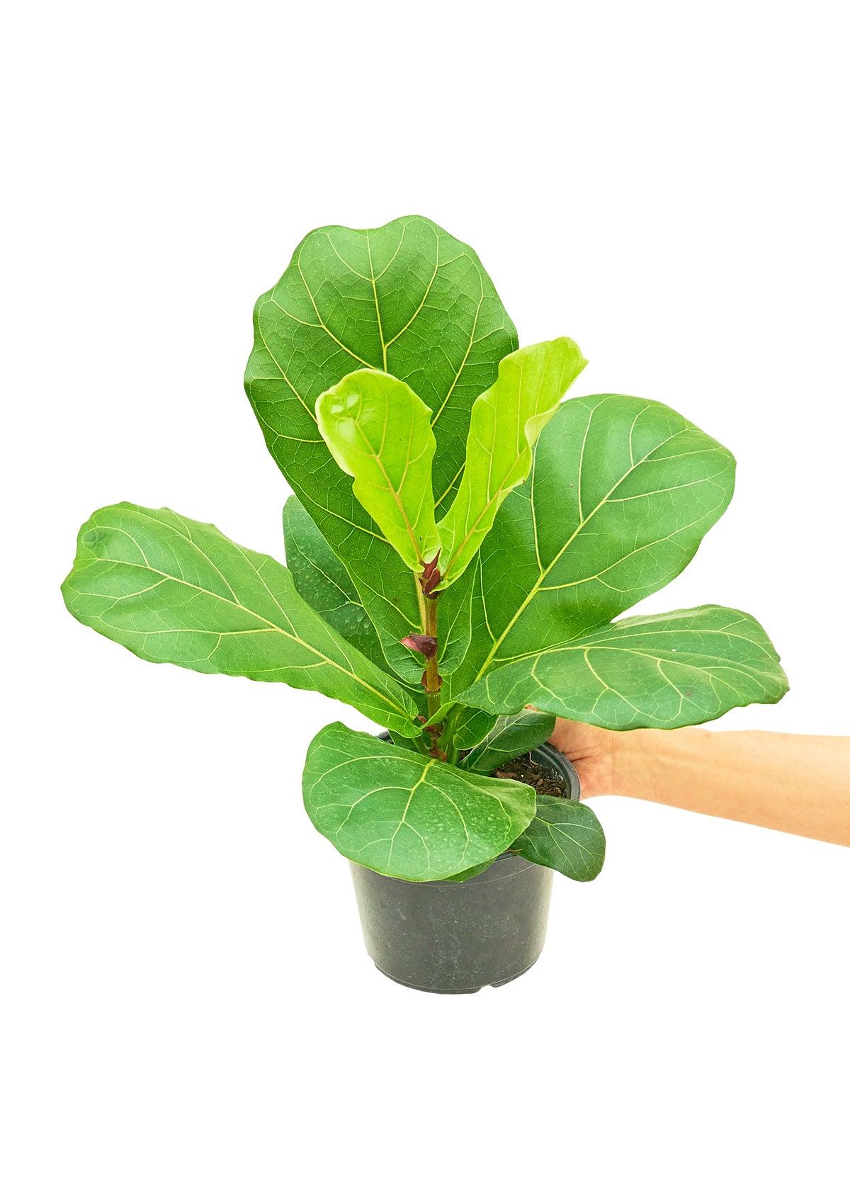 Medium Size Fiddle Leaf Fig Plant in growers pot with a white background with a hand holding the pot showing the top view.