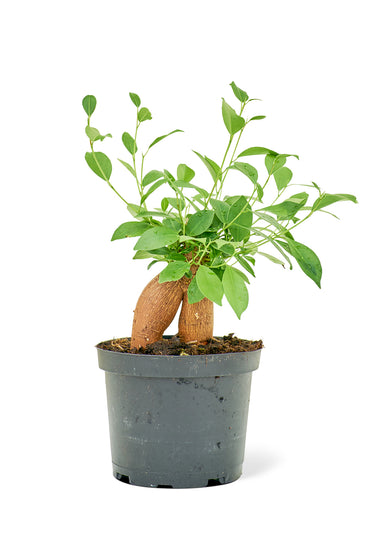 Medium size Ficus Ginseng Plant in a growers pot with a white background